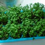 кресс-салат выращивание