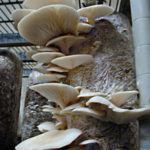грибы на балконе