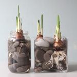Вырастить луковицы нарциссов вазе с водой