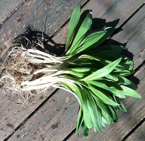 Ramsons in 'n pot op die vensterbank