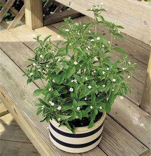 Stevia in 'n pot op die vensterbank