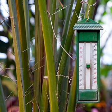 Die regte temperatuur vir 'n groentetuin op die vensterbank