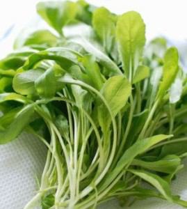 Salat rucola