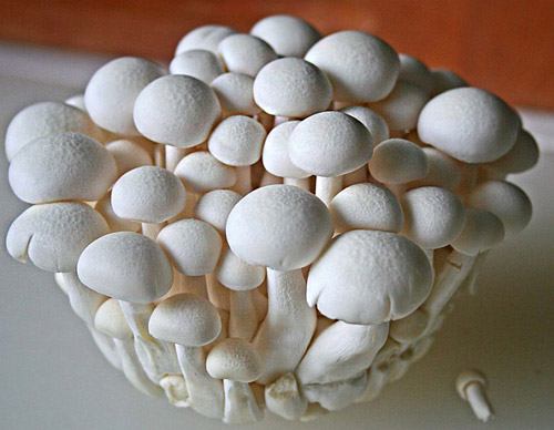 Champignon