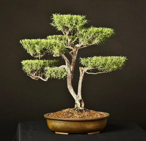 Bonsai selv lavet af rosmarin