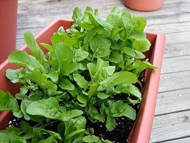 Rucola i en potte