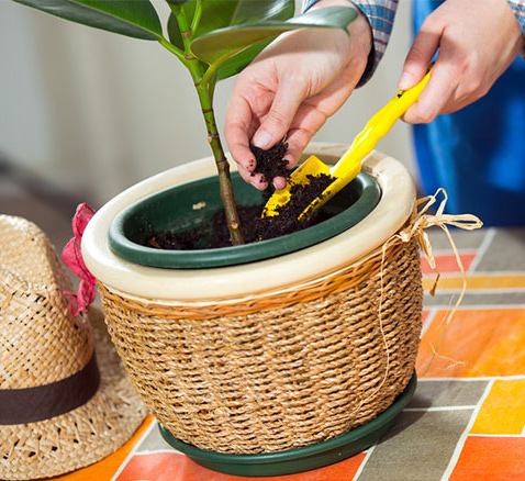 Sådan omplanter du planter