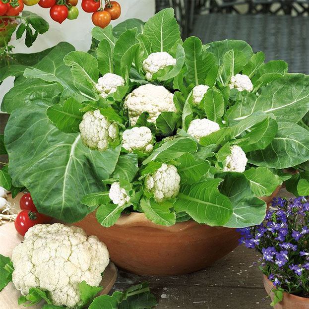 Wie man Blumenkohl anbaut