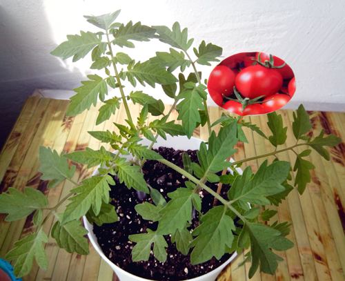 Tomaten in der Wohnung