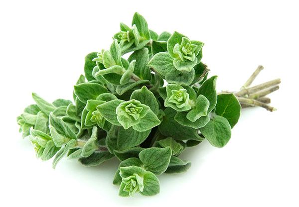 Oregano greenery