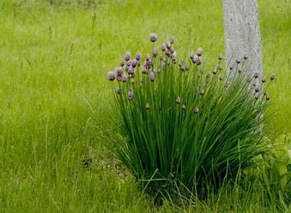 Chives in bloom