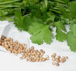 Coriander greens coriander seeds