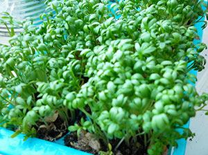 Growing garden cress