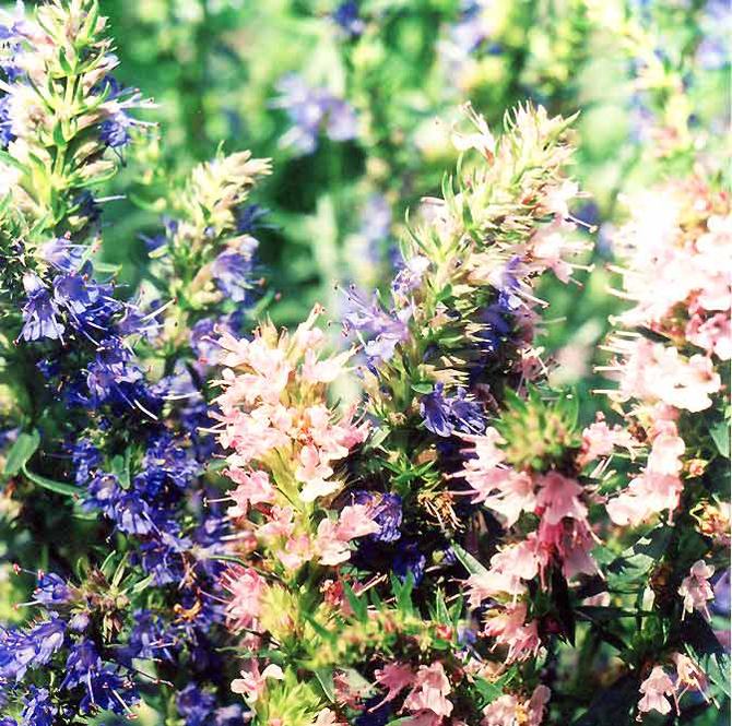 Flowers of hyssop