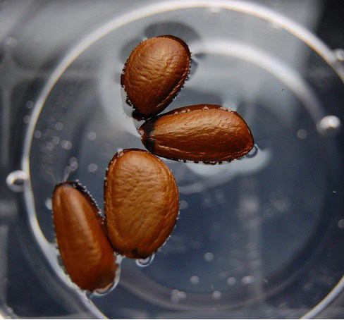 How to Soak Seeds