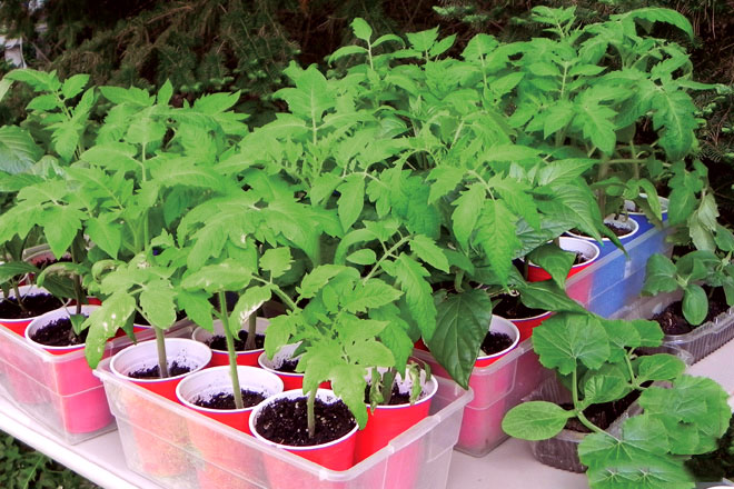 Hardening seedlings and transplanting into soil