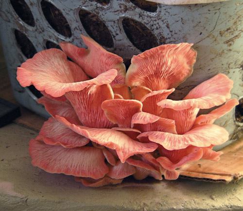 Oyster mushrooms in a basket