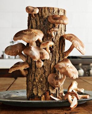 Mushrooms on logs