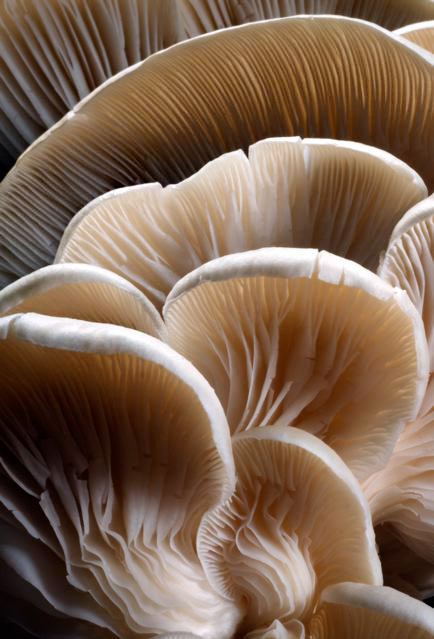 Oyster Mushrooms