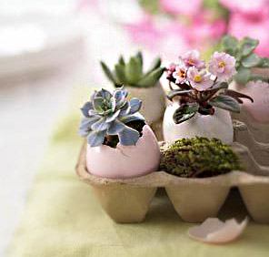 Succulents in eggshells