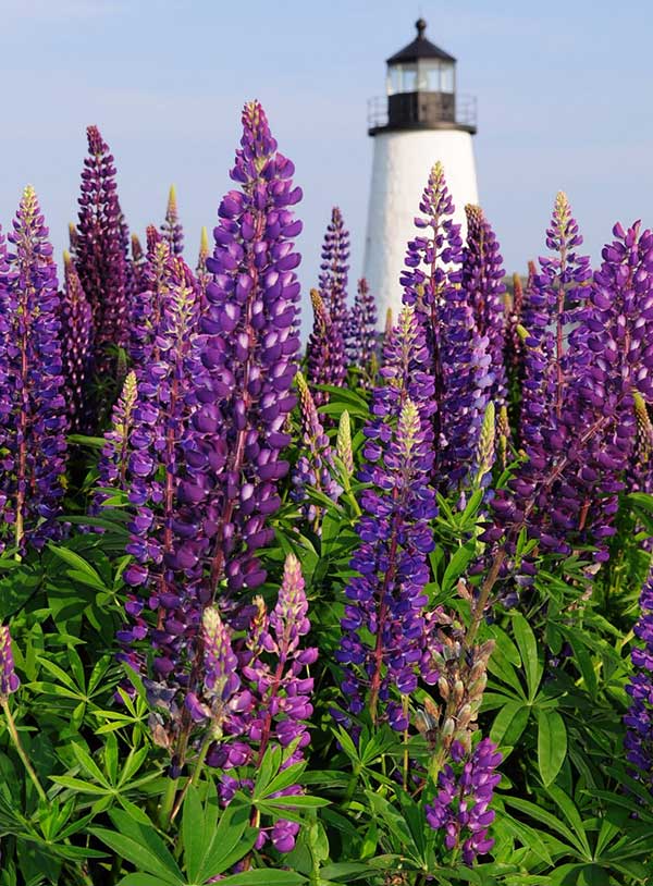 Narrow-leaved lupine