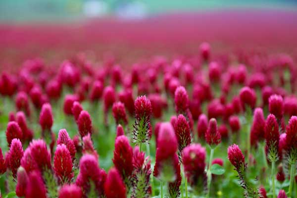 Crimson Clover