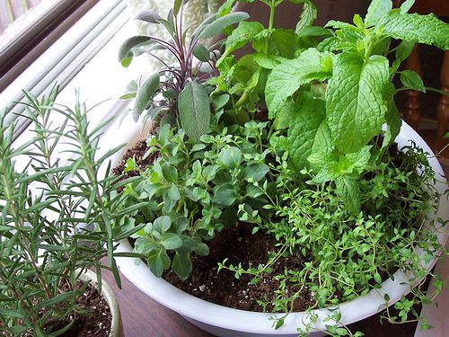 A mix of herbs in a single pot