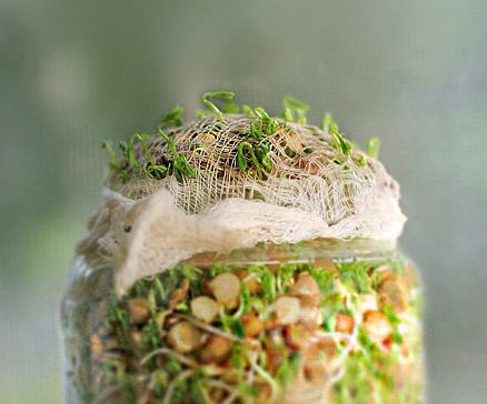 Pea sprouts