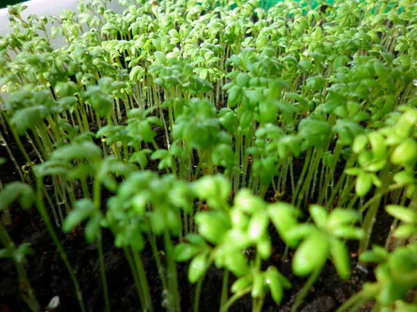 Garden cress on the windowsill