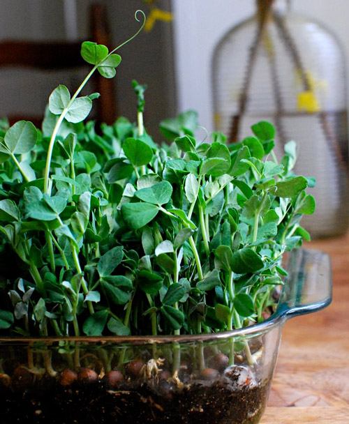 Pea microgreens