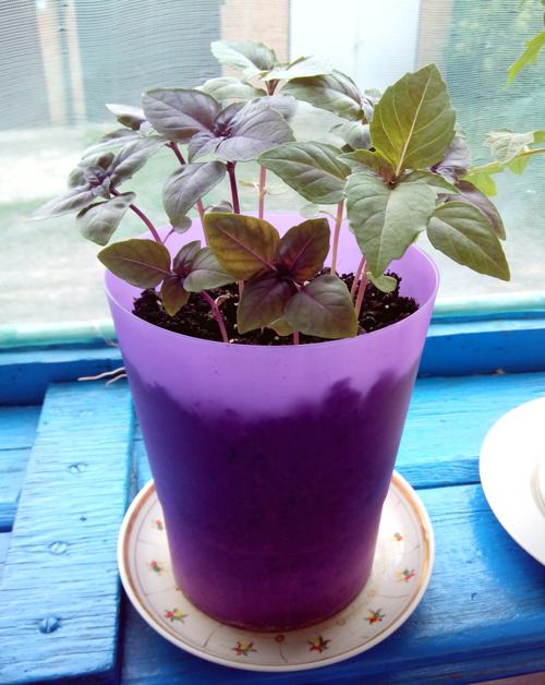 Basil in a pot