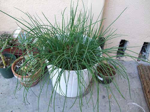 Chives in a Pot