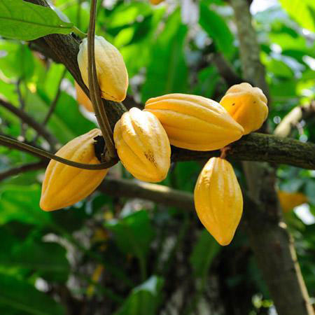 Growing a cocoa tree in a pot