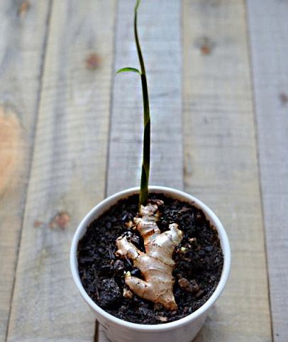 Ginger in a pot