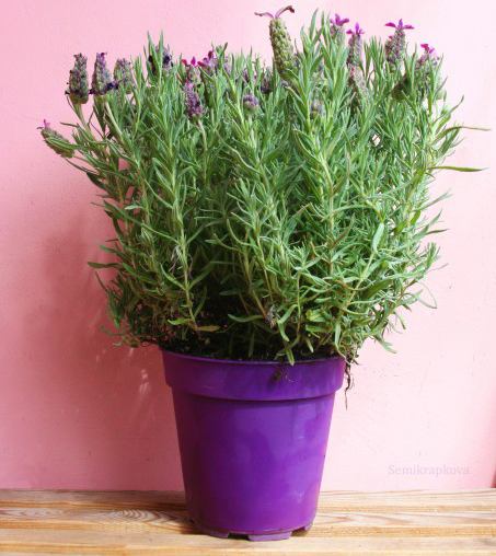 Hyssop in a pot on a windowsill