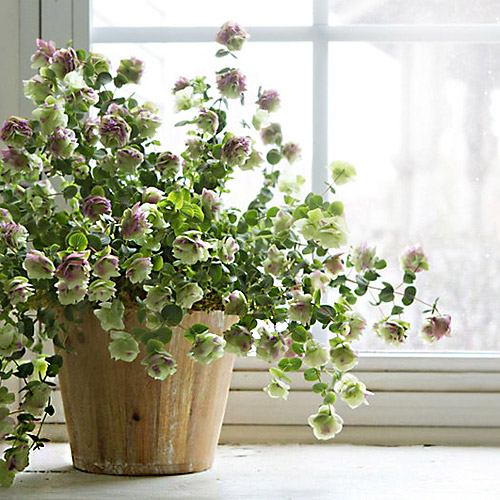 Oregano in a Pot