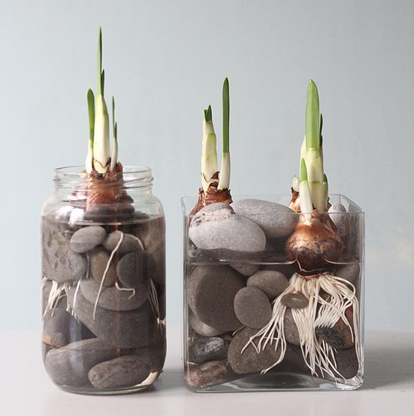 Grow daffodil bulbs in a vase with water