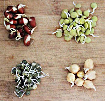 Sprouts