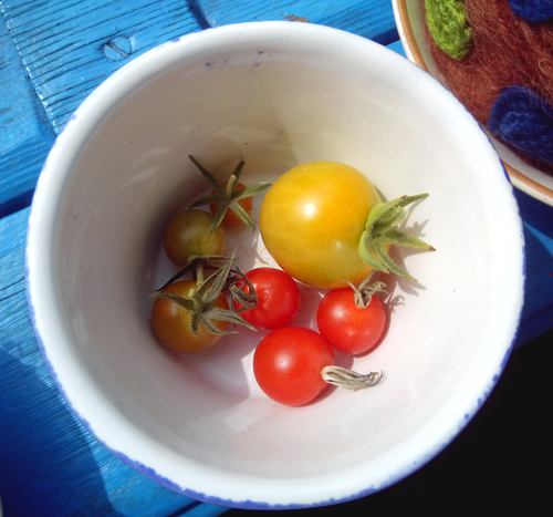 Tomatoes from a pot