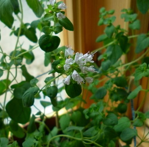 Blooming Oregano