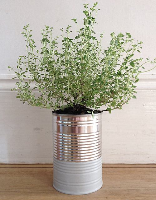 Thyme in a Can