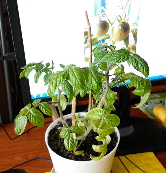 Perennial Tomatoes