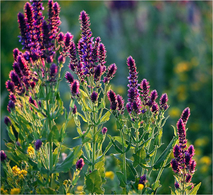 Floración de salvia