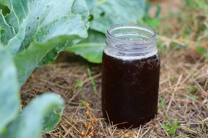 Cómo hacer té de compost