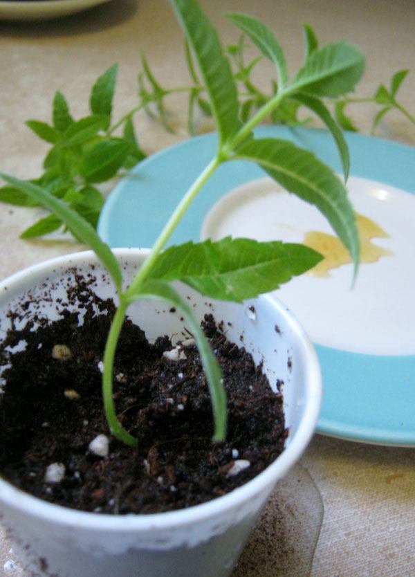 enraizamiento de esqueje