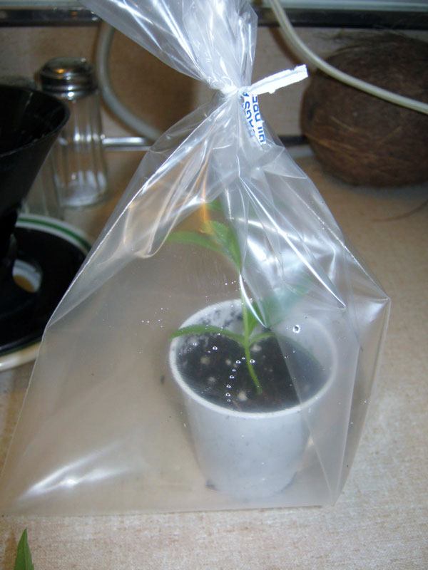 invernadero para esquejes