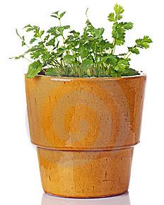 گشنیز سبز