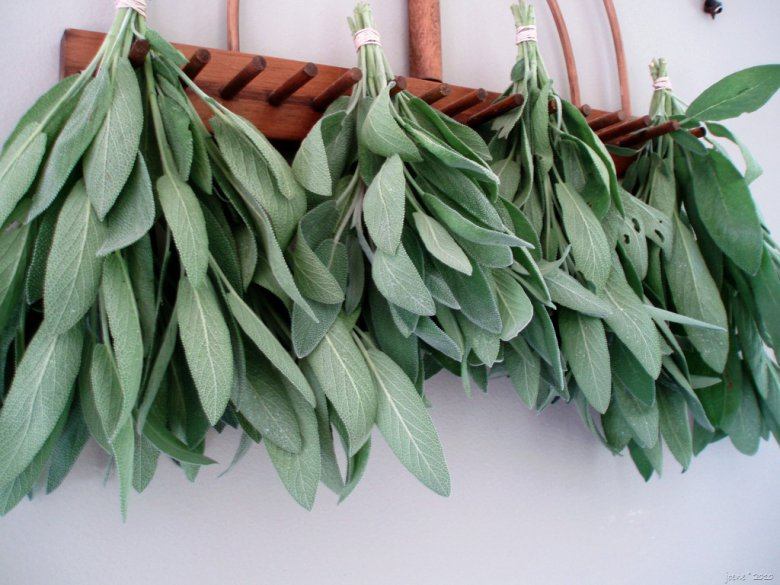 Salvia ruoanlaitossa