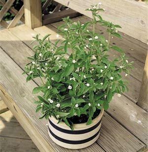 Stevia ruukussa ikkunalaudalla