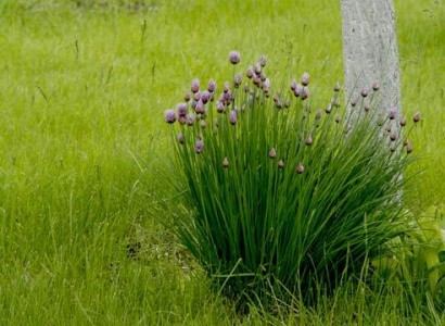 Floraison de la ciboulette